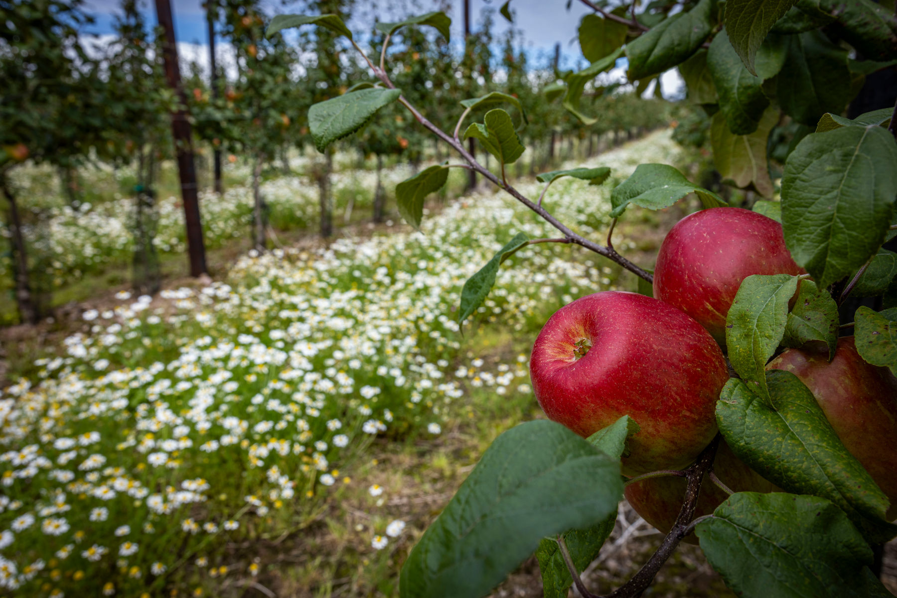 Grá Produce